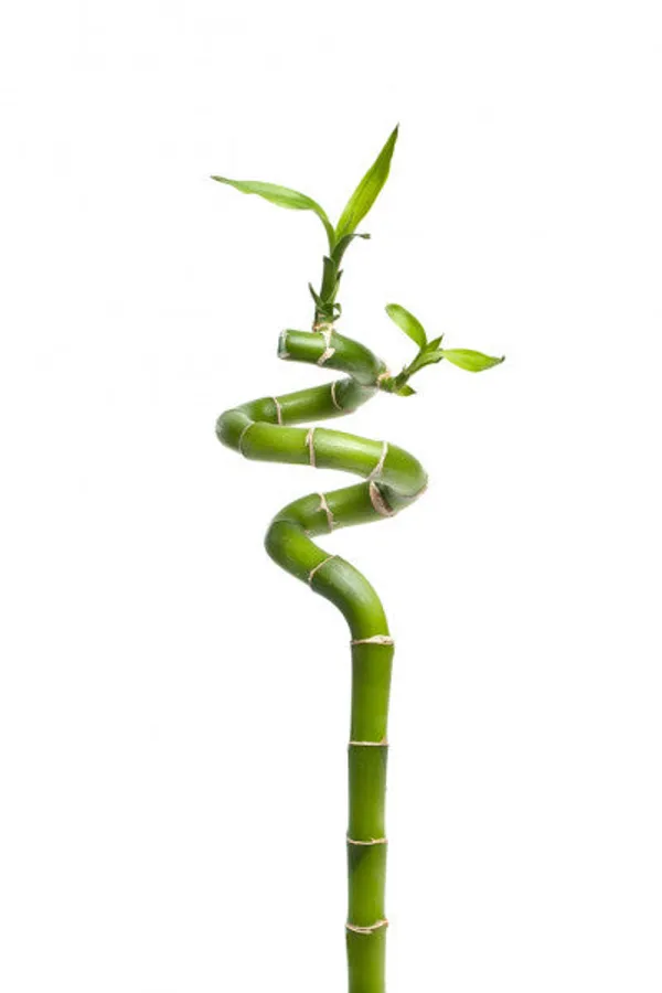 Spiral_Bamboo_Sticks_30_Cm_Set_Of_3_Default_Title