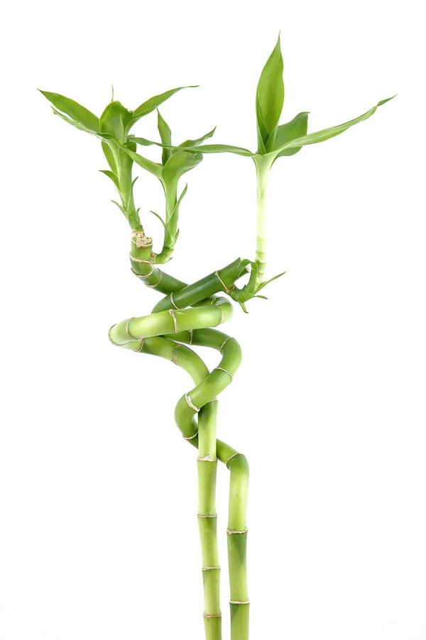 Spiral_Bamboo_Sticks_30_Cm_Set_Of_3_Default_Title