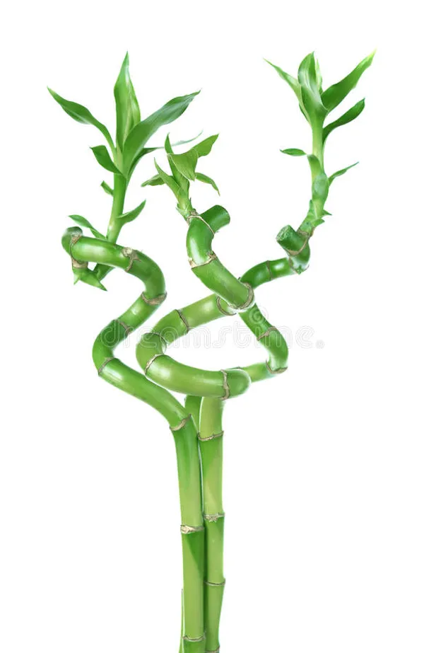 Spiral_Bamboo_Sticks_30_Cm_Set_Of_3_Default_Title