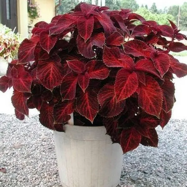 Red_Coleus_Live_Plant_Default_Title