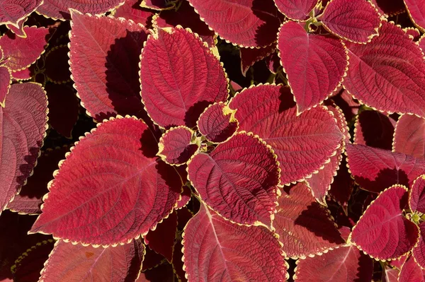 Red_Coleus_Live_Plant_Default_Title