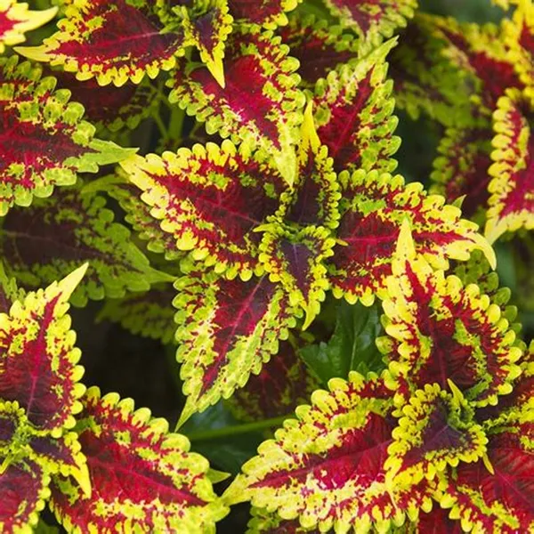 Coleus_Live_Plant_Default_Title