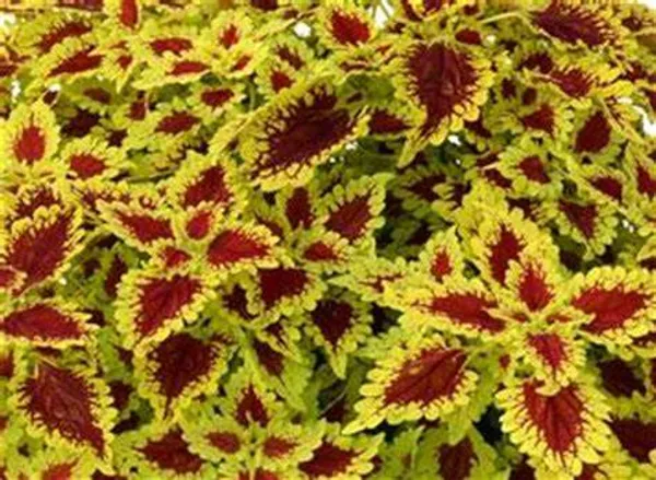 Coleus_Live_Plant_Default_Title