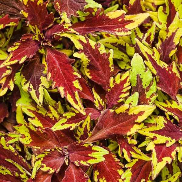 Red_Coleus_Live_Plant_Default_Title