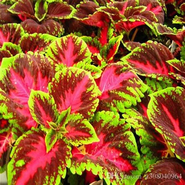 Red_Coleus_Live_Plant_Default_Title