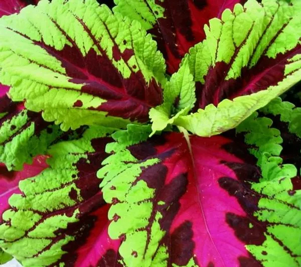 Red_Green_Coleus_Live_Plant_Default_Title