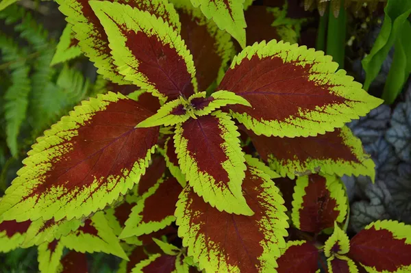 Red_Green_Coleus_Live_Plant_Default_Title