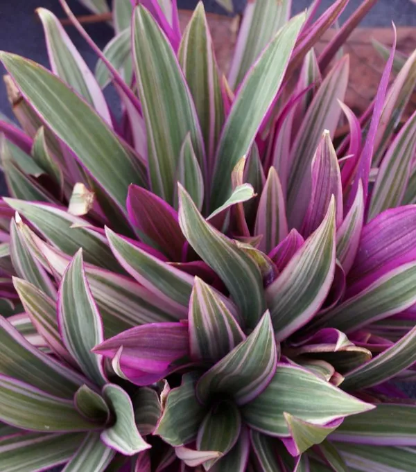 Rhoeo_Plant_Tricolor_Beautiful_Live_Plant_Buy_Online_Default_Title