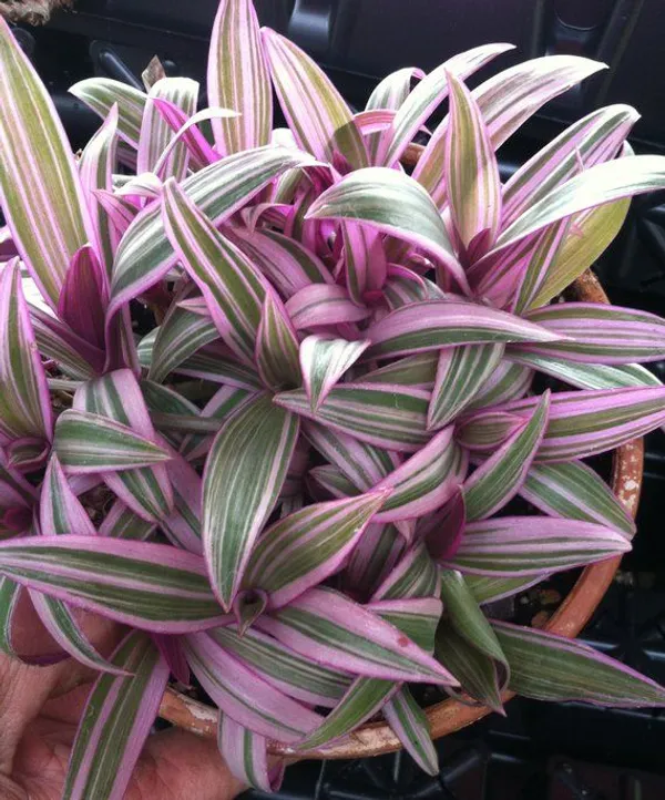 Rhoeo_Plant_Tricolor_Beautiful_Live_Plant_Buy_Online_Default_Title