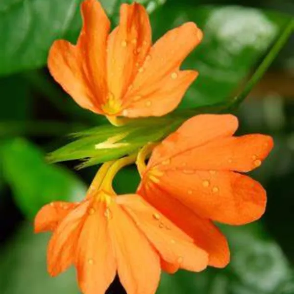 Green_Paradise_Crossandra_Plant_Aboli_Plant_Live_Sapling_Plant_Default_Title
