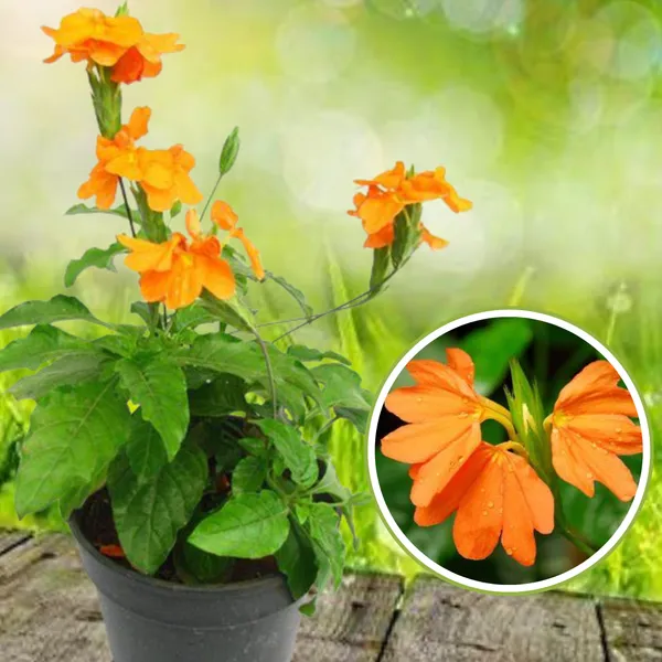 Green_Paradise_Crossandra_Plant_Aboli_Plant_Live_Sapling_Plant_Default_Title