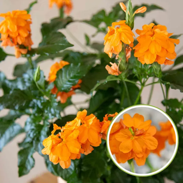Green_Paradise_Crossandra_Plant_Aboli_Plant_Live_Sapling_Plant_Default_Title