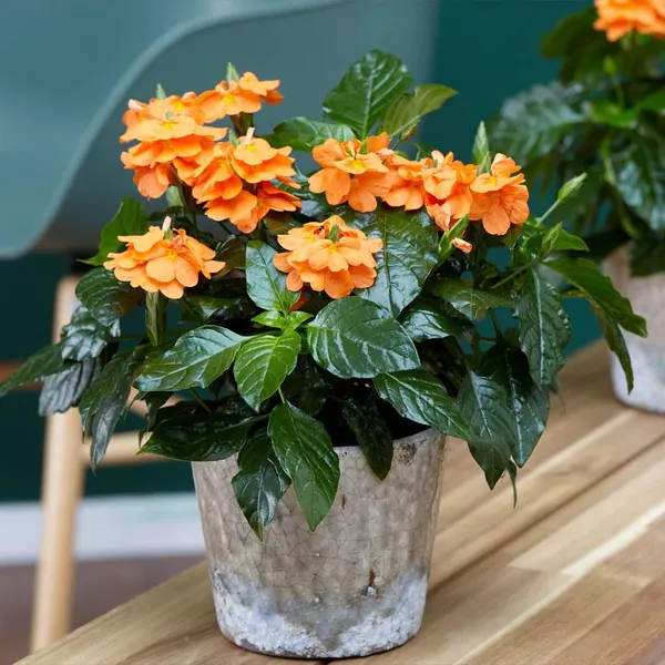 Green_Paradise_Crossandra_Plant_Aboli_Plant_Live_Sapling_Plant_Default_Title