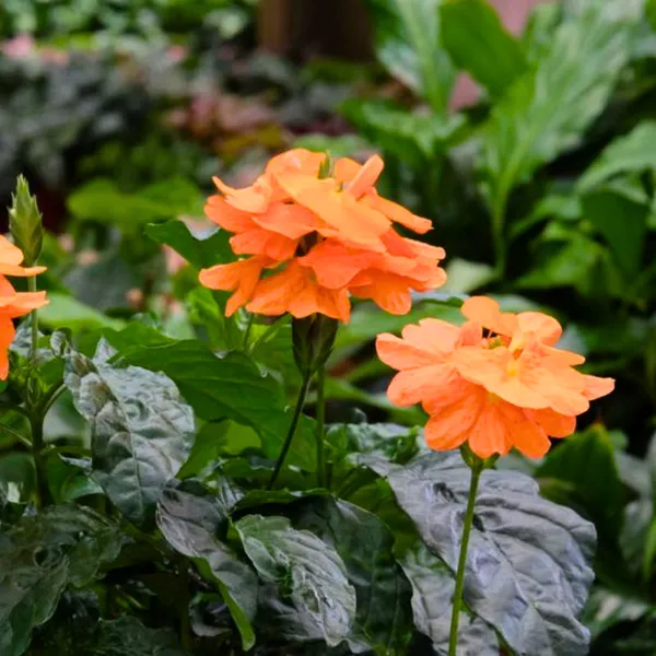 Green_Paradise_Crossandra_Plant_Aboli_Plant_Live_Sapling_Plant_Default_Title