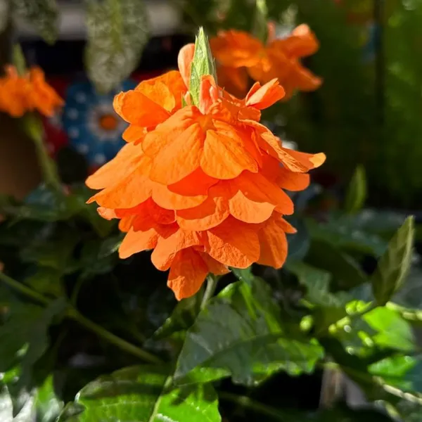 Green_Paradise_Crossandra_Plant_Aboli_Plant_Live_Sapling_Plant_Default_Title