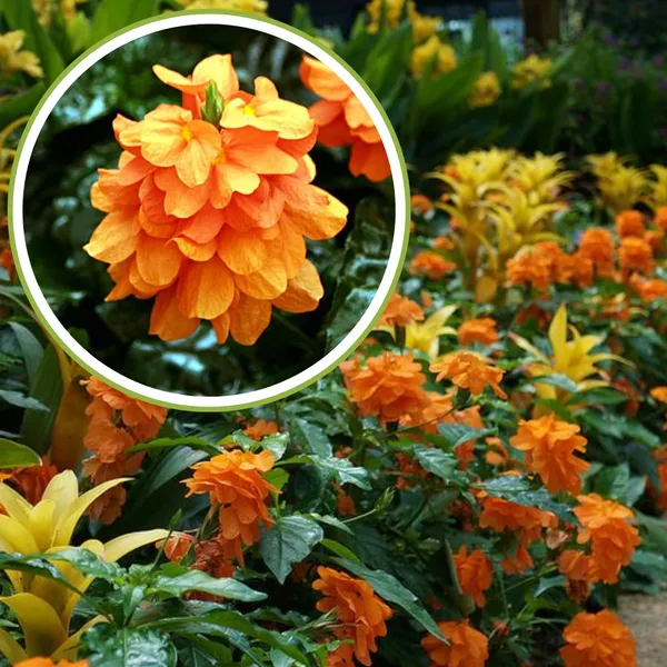 Green_Paradise_Crossandra_Plant_Aboli_Plant_Live_Sapling_Plant_Default_Title
