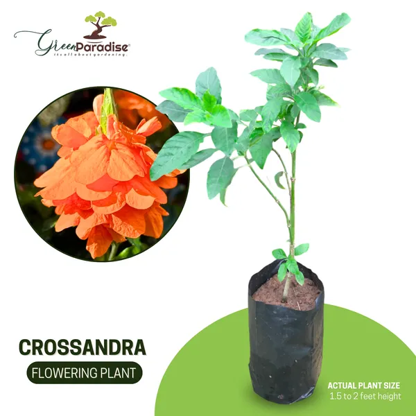 Green_Paradise_Crossandra_Plant_Aboli_Plant_Live_Sapling_Plant_Default_Title