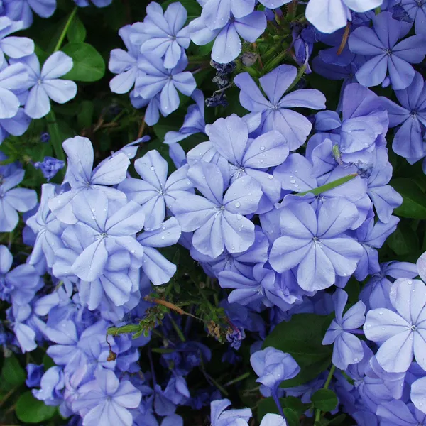 Green_Paradise_Blue_Plumbago_Full_Year_Flowering_Plant_Shrub_For_Flowerbeds_And_Potted_Gardens_1_Healthy_Plant_Default_Title