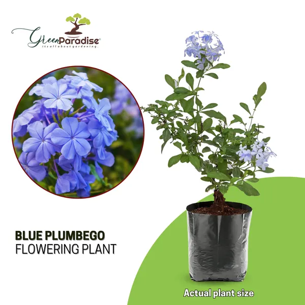 Green_Paradise_Blue_Plumbago_Full_Year_Flowering_Plant_Shrub_For_Flowerbeds_And_Potted_Gardens_1_Healthy_Plant_Default_Title