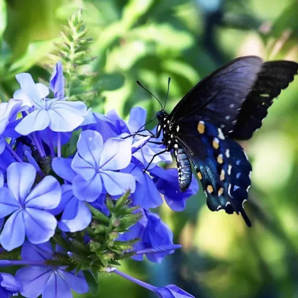 Green_Paradise_Blue_Plumbago_Full_Year_Flowering_Plant_Shrub_For_Flowerbeds_And_Potted_Gardens_1_Healthy_Plant_Default_Title