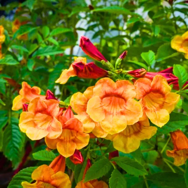 Tecoma_Dwarf_Orange_Plant_Default_Title