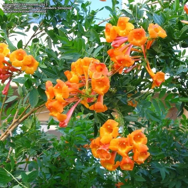Tecoma_Dwarf_Orange_Plant_Default_Title