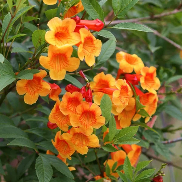 Tecoma_Dwarf_Orange_Plant_Default_Title
