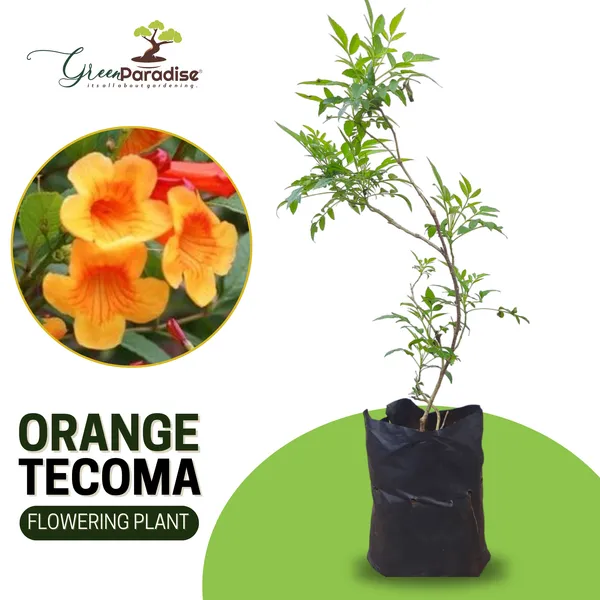 Tecoma_Dwarf_Orange_Plant_Default_Title