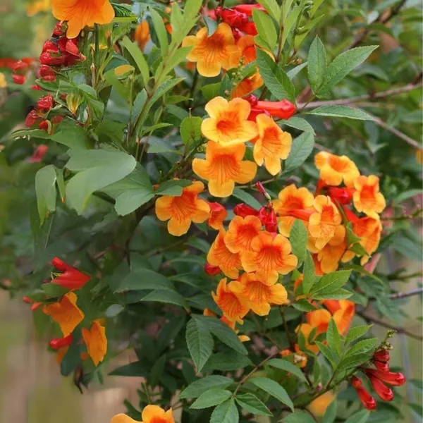 Tecoma_Dwarf_Orange_Plant_Default_Title