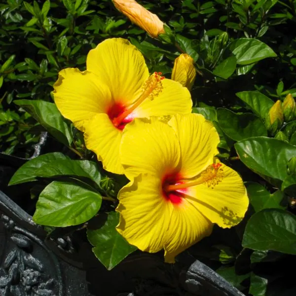 Hibiscuss_Yellow_Dwarf_Default_Title