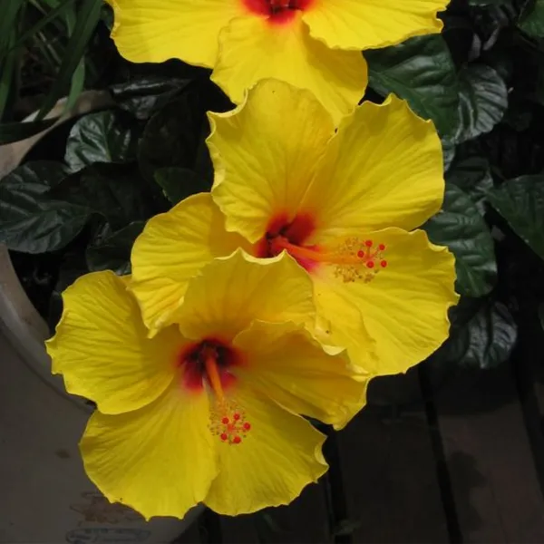 Hibiscuss_Yellow_Dwarf_Default_Title