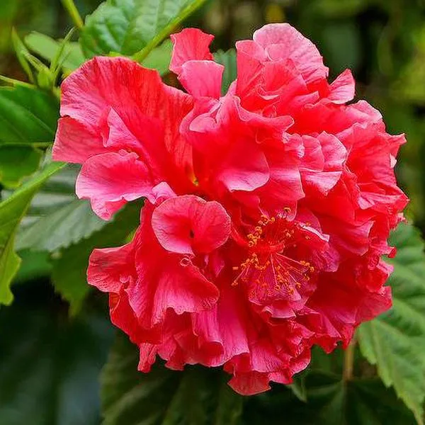 Green_Paradise_Red_Hibiscus_Double_Petals_Fireball_Default_Title