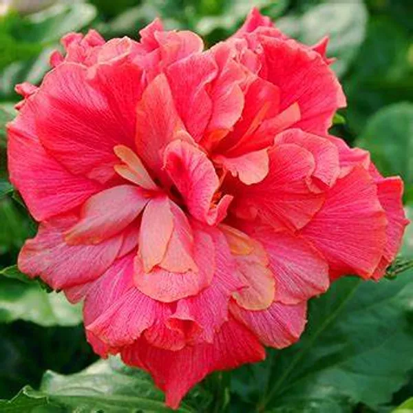 Green_Paradise_Red_Hibiscus_Double_Petals_Fireball_Default_Title