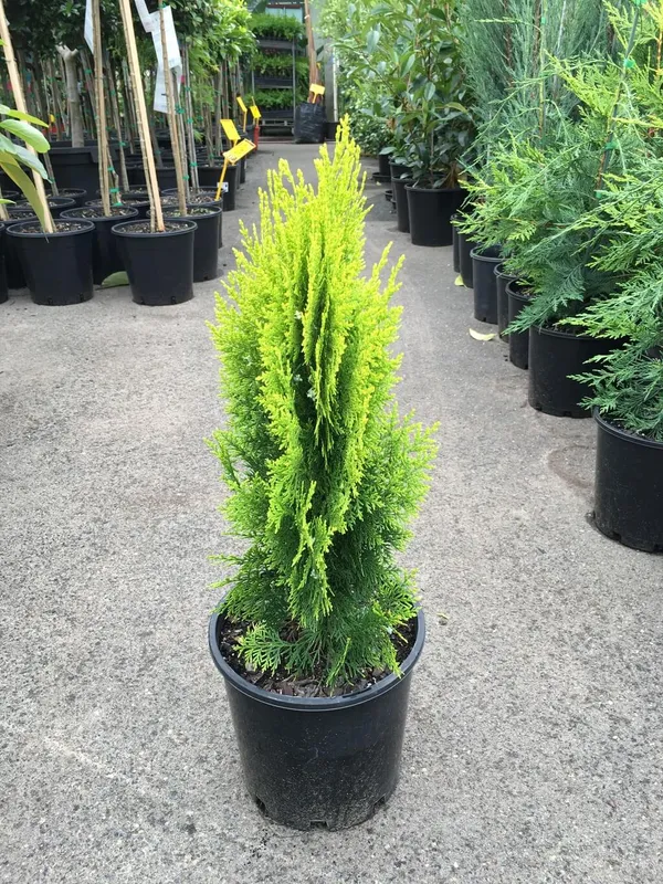 Golden_Thuja_Morpankhi_Mayurpankh_Plant_Default_Title