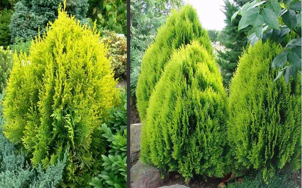 Golden_Thuja_Morpankhi_Mayurpankh_Plant_Default_Title