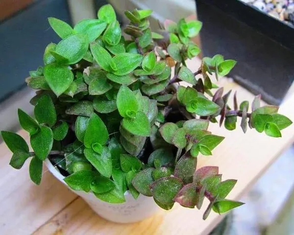 Green_Paradise_Turtle_Vine_Plant_Default_Title