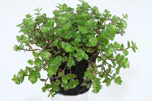 Green_Paradise_Turtle_Vine_Plant_Default_Title