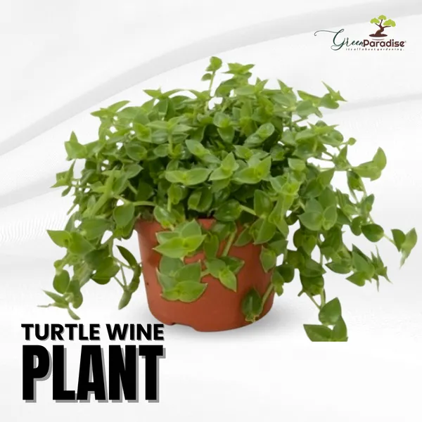 Green_Paradise_Turtle_Vine_Plant_Default_Title