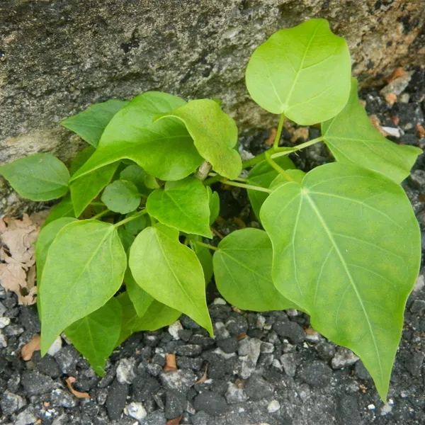 Rumphii_Ficus_Bodhi_Ficus_Saplling_Plant_Default_Title