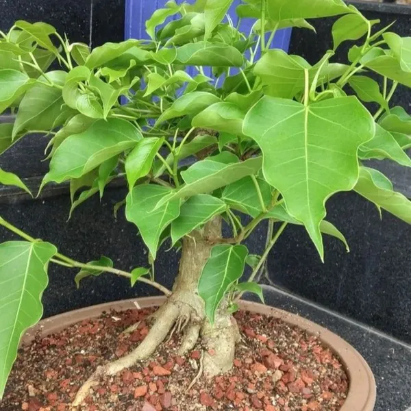 Rumphii_Ficus_Bodhi_Ficus_Saplling_Plant_Default_Title