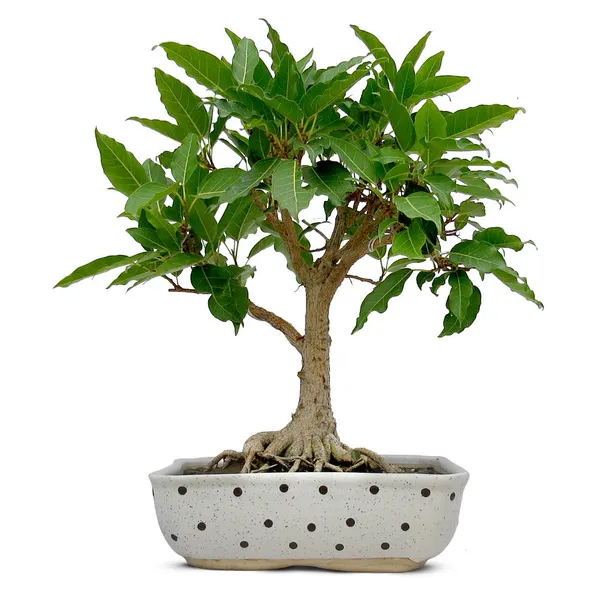 Ficus_Pilkhan_Virens_One_Year_Old_Sapling_Plant_Default_Title