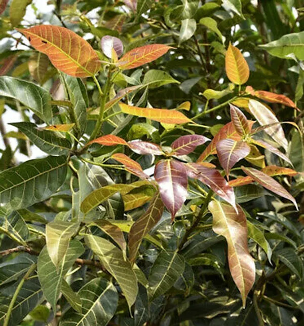 Ficus_Pilkhan_Virens_One_Year_Old_Sapling_Plant_Default_Title
