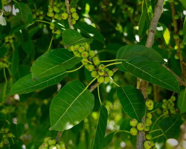 Ficus_Pilkhan_Virens_One_Year_Old_Sapling_Plant_Default_Title