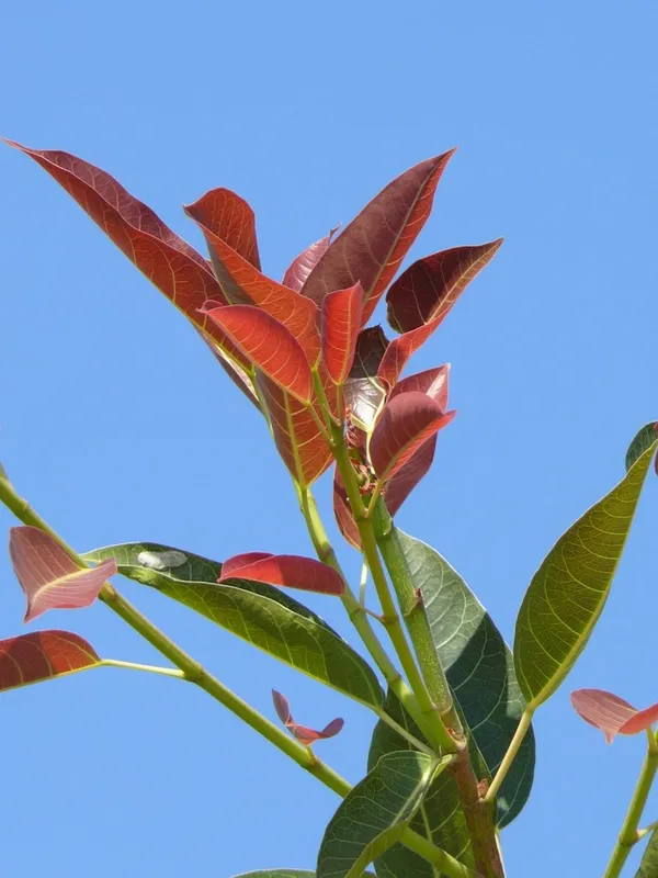 Ficus_Pilkhan_Virens_One_Year_Old_Sapling_Plant_Default_Title