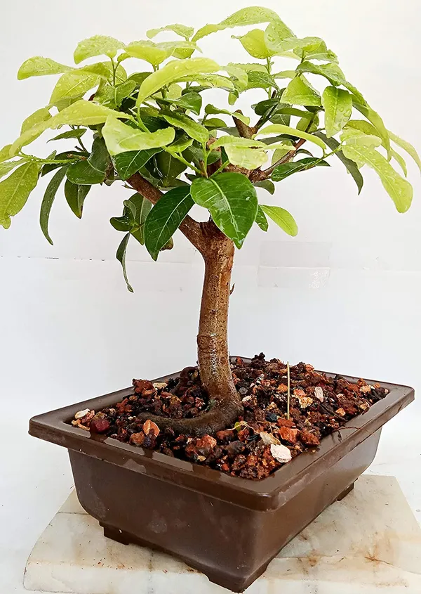 Lipstic_Ficus_Pilkhan_Lipstick_Live_Sapling_Plant_In_A_Pot_For_Bonsai_Beginers_Default_Title