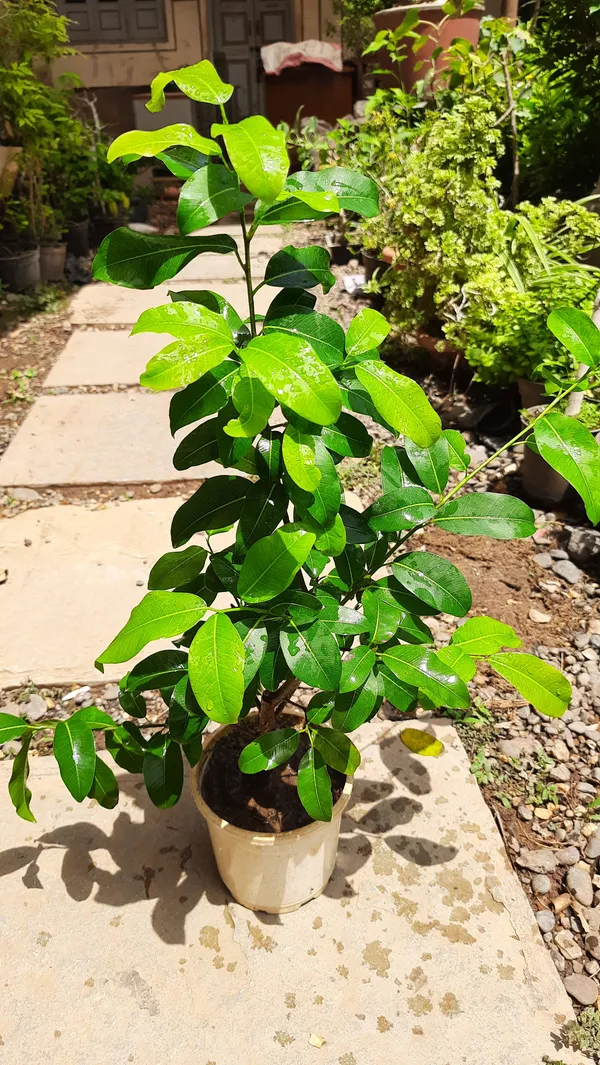 Lipstic_Ficus_Pilkhan_Lipstick_Live_Sapling_Plant_In_A_Pot_For_Bonsai_Beginers_Default_Title