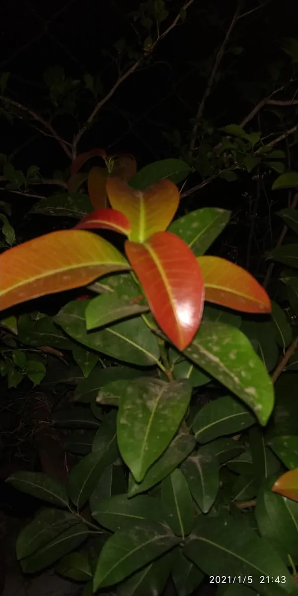 Lipstic_Ficus_Pilkhan_Lipstick_Live_Sapling_Plant_In_A_Pot_For_Bonsai_Beginers_Default_Title