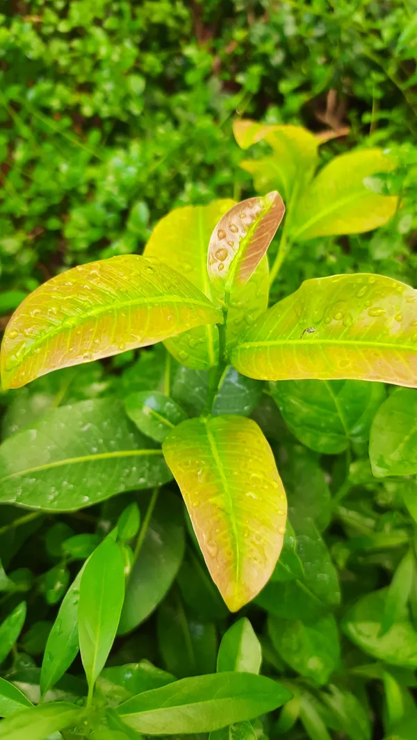 Lipstic_Ficus_Pilkhan_Lipstick_Live_Sapling_Plant_In_A_Pot_For_Bonsai_Beginers_Default_Title
