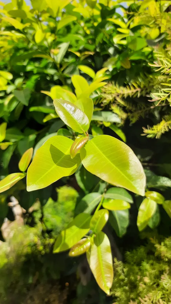 Lipstic_Ficus_Pilkhan_Lipstick_Live_Sapling_Plant_In_A_Pot_For_Bonsai_Beginers_Default_Title