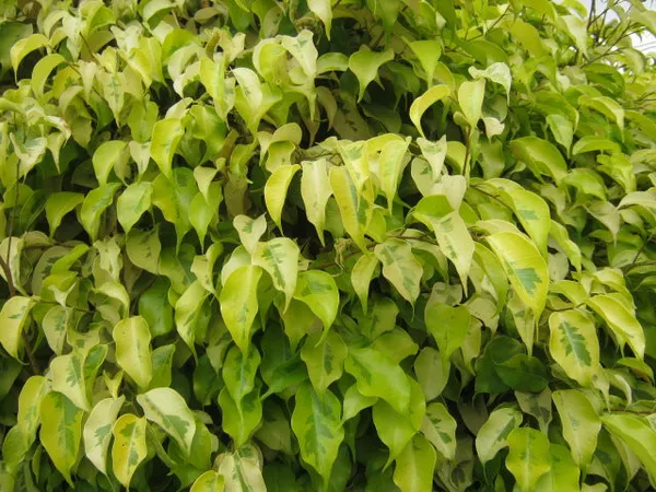 Benjamina_Golden_Ficus_Sapling_Plant_Default_Title